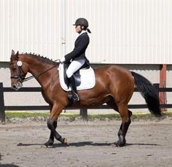 Ecurie du gailly m.d., Presles openingstijden