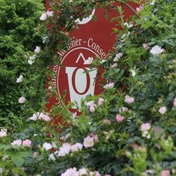 Ô Jardin, Dalhem openingstijden