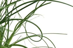 Plantrent, Beerse openingstijden