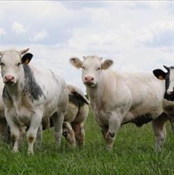 Matanza, Ronse openingstijden