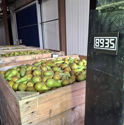 Demyfruit, Geluwe openingstijden