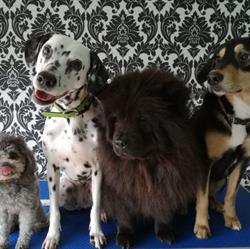 Charly's Angels Hondentrimsalon, Landen openingstijden
