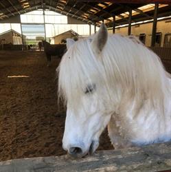 Haras Des Chartreux, Steenput openingstijden