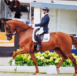 De kerkhoeve, Arendonk openingstijden
