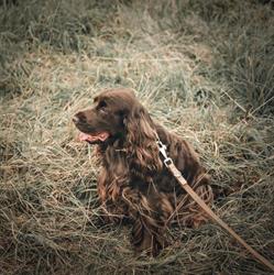 Doggy's Style, Tongeren openingstijden