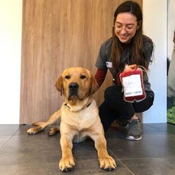 Dierenartsencentrum Clos Fleuri, Merelbeke openingstijden