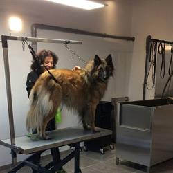 Clebart - Salon de toilettage pour chiens (Hannut), Wasseiges openingstijden