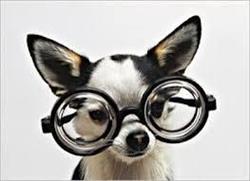 Ôptichien - Salon de toilettage chiens et chats, Charleroi openingstijden