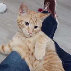 kattenhotel en trimsalon kamous, Duffel openingstijden