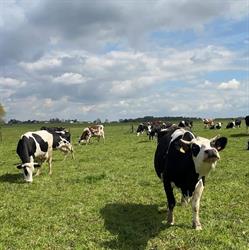 De Ruyver - Delem -Maes, Baugnies openingstijden