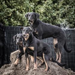 Huiselijke hondenopvang Magnus Canis Niger, Laarne openingstijden