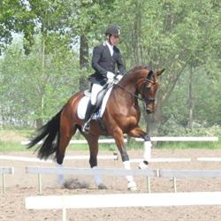 Jan Michiels Sport Horses, Zottegem openingstijden