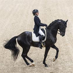 WinHorses BV, Zottegem openingstijden