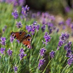 Limburg Lavendel, Hasselt openingstijden