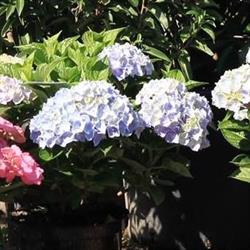 Le Jardin des Oliviers Sprl, Eigenbrakel openingstijden