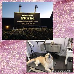 Trimsalon Pluche, Oud-Turnhout openingstijden