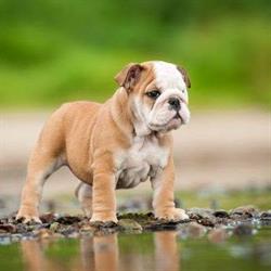 Paalse Dreamdogs, openingstijden