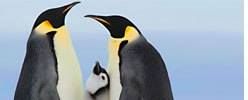 Pinguin Isolatie BVBA, Zemst openingstijden