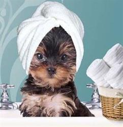 Dog de toi Toilettage, Genepiën openingstijden