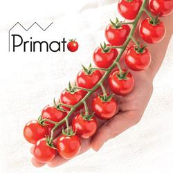 Primato, Putte openingstijden