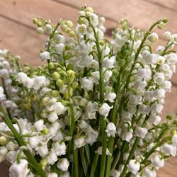 Maison Berthaut - Fleurs & Plantes, Anderlues openingstijden