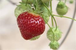 De Frezeboer - Groenten en Fruit, Roeselare openingstijden