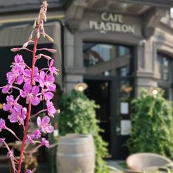 Café Plastron, Antwerpen openingstijden