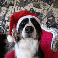 Dog's life, Nives openingstijden