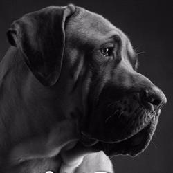 XIO 4 DOGS, Reppel openingstijden
