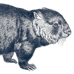 Wombat Vof, Gent openingstijden