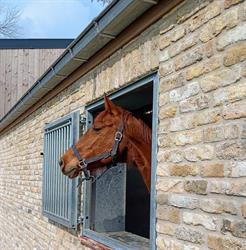 Dierenarts Annemarie Warendorff, Diksmuide openingstijden