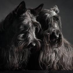 Trimsalon & hondenboetiek Scottie, Bilzen openingstijden
