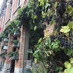 Den Druivelaere, Wervik openingstijden