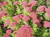 Gastenkamers Sedum Bed & Breakfast, Waasmunster openingstijden