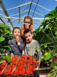 Aardbeienkwekerij Demedts - De Mey, Gits openingstijden