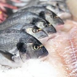 Queenfish Vishandel & Resto, Hasselt openingstijden
