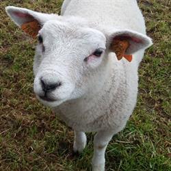 Kinderboerderij 't Hof, Oudegem openingstijden