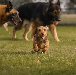 De Hoekse Sprong / Hondentraining DHS, Essen openingstijden