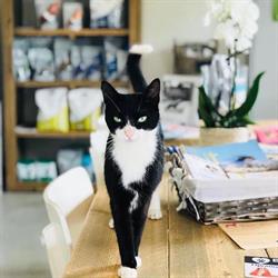 Dierenartsenpraktijk de Leemputten, Ravels openingstijden