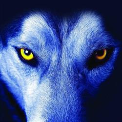 WOLF, Lichtervelde openingstijden