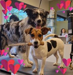 Dogs In Style Lichtaart, Kasterlee openingstijden