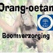 Orang-oetan boomverzorging, Wetteren openingstijden
