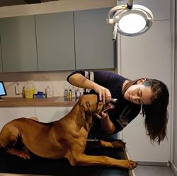 Dierenarts Christiaens Eva, Liedekerke openingstijden