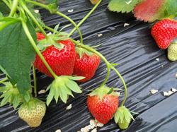 Ferme Fransen - Fraises Odeur - Crisnée, openingstijden