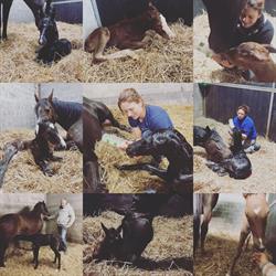 Dierenarts De Wolf Nathalie BVBA, Sint-Lenaarts openingstijden