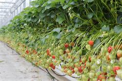 Aardbeien Depestel, Moerkerke openingstijden