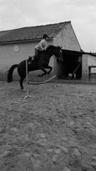 Poney-club du Marais, Deux-Acren openingstijden