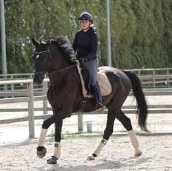 J&T Stables, Diest openingstijden