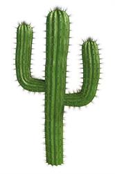 Cactus Waterloo, openingstijden