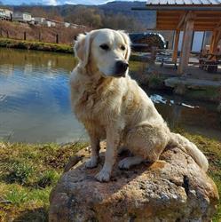 Camping de la Glycine, Poupehan openingstijden